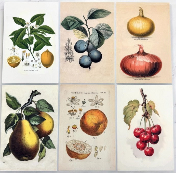 Firefly Notes - Botanical Recipe Card Set – 12 Cards + Banana Bread Recipe - Blesket Canada